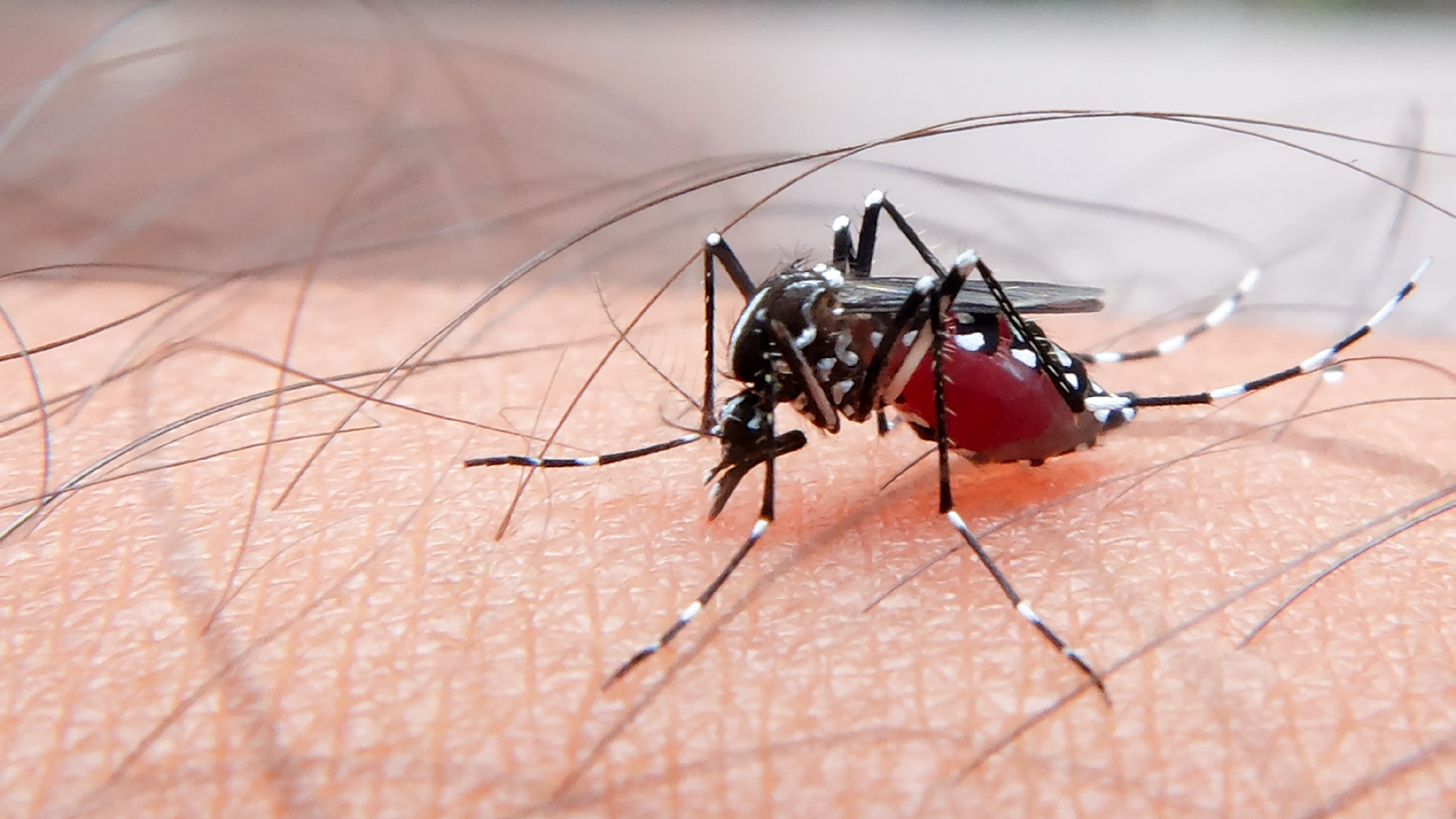 Decoding Malaria: A Doctor’s Insight into Prevention, Diagnosis, and Treatment